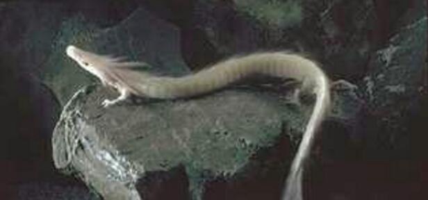 06年昆仑山冰封真龙事件被证实 真实身份是洞螈(照片)