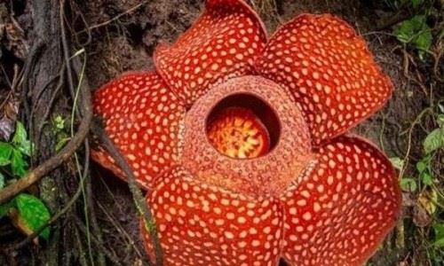 十大神奇植物 第四随风哈哈笑 第一堪称最大的花1.4米