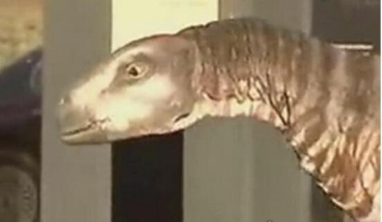 美国发现了一只活恐龙被抓住 现在视频曝光(乃人为制作)