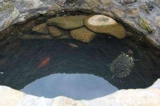 为什么古代人打井时会在井里放几只乌龟?