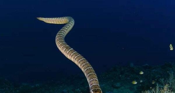 1962年浙江巨型海蛇事件 体型3米粗（未伤及人类）