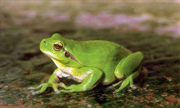 青蛙的祖先是什么？？最早出现在白垩纪同为火蜥蜴祖先