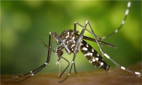 蚊子的祖先最早可追溯到侏罗纪 远古蚊子和老鹰一样大