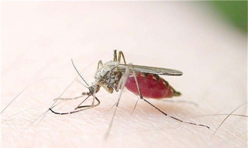 蚊子的祖先最早可追溯到侏罗纪 远古蚊子和老鹰一样大