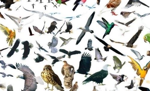 鸟类为什么？濒临灭绝？关于鸟类的十大趣味知识