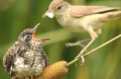 鸟类为什么？濒临灭绝？关于鸟类的十大趣味知识