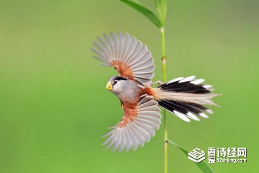 震旦鸦雀为何成为国家特有的珍惜鸟类?