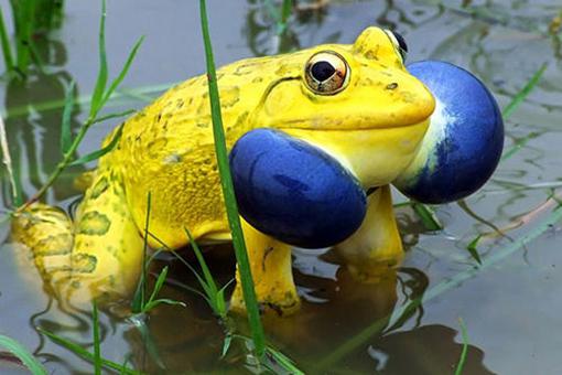 印度黄色青蛙是怎么回事?是什么品种?