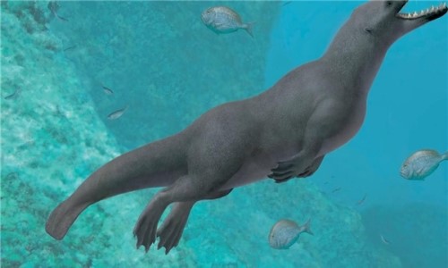 鲸鱼的祖先是什么？？生活在陆地上的中爪兽形似熊虎