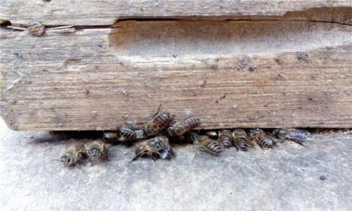 中蜂大量喂白糖的后果 盗蜂危害有哪些