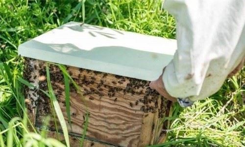 中蜂大量喂白糖的后果 盗蜂危害有哪些