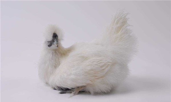 乌鸡的祖先是原鸡 拥有强悍的飞行能力可飞跃近五米