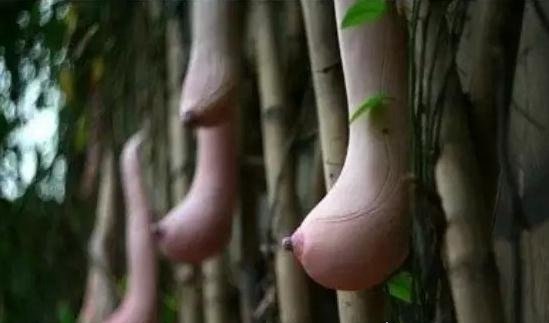 世界上最奇葩的植物 越南乳瓜酷似女性乳房(看醉了)