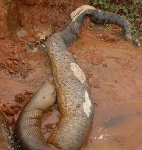 1995年安徽巨蟒渡劫事件 蟒蛇精化龙失败被雷劈死