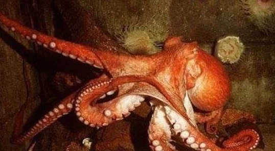 世界上已知最大的章鱼 北太平洋巨型章鱼重达272公斤臂长9.6米