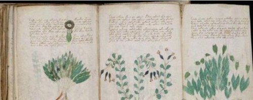 世界上最难懂的十本天书 伏尼契手稿图文解说也无人能懂