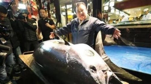 世界上最贵的金枪鱼 一条蓝鳍金枪鱼价格3个亿(贫穷限制了想象)