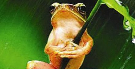 世界上唯一会咬人的青蛙 食人蛙（一切源自于环境污染）