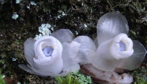 世界上最奇葩的植物 越南乳瓜酷似女性乳房(看醉了)