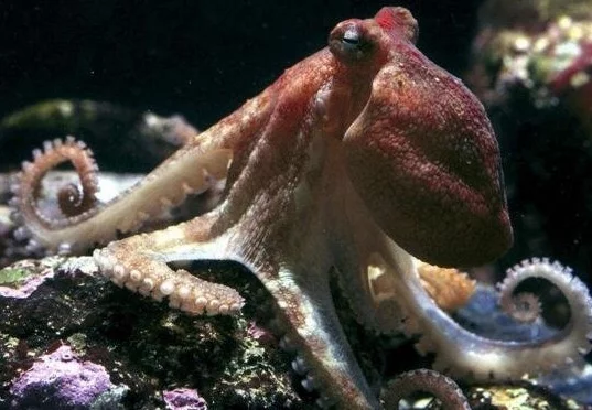 世界上已知最大的章鱼 北太平洋巨型章鱼重达272公斤臂长9.6米