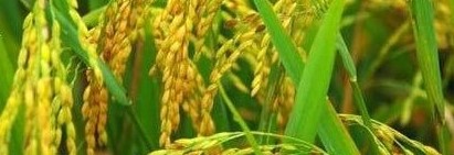 世界上最早的水稻田 竟然是6000多年前